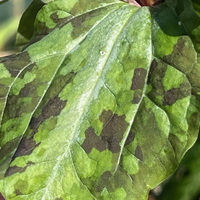 Trillium chloropetalum var. giganteum